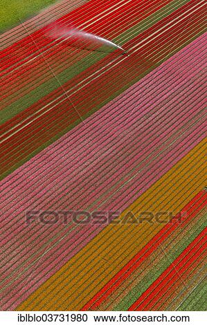 "Field irrigation, tulip fields, Zeewolde, Flevoland, The Netherlands, Europe" View Large Photo Image Stock Image - "Field irrigation, tulip fields, Zeewolde, Flevoland, The Netherlands, Europe". Fotosearch
