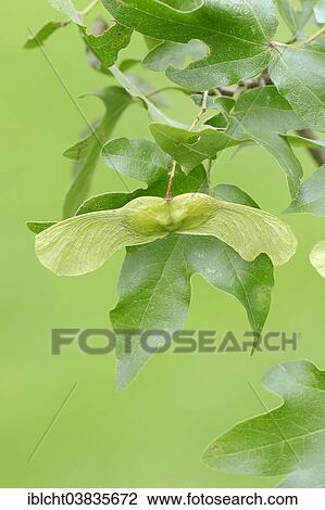 "Field Maple (Acer campestre), leaves and fruit, North Rhine-Westphalia, Germany, Europe" View Large Photo Image Stock Image - "Field Maple (Acer campestre), leaves and fruit, North Rhine-Westphalia, Germany, Europe". Fotosearch