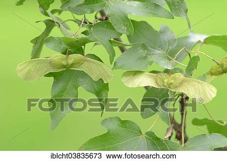 Stock Image - "Field Maple (Acer campestre), leaves and fruit, North Rhine-Westphalia, Germany, Europe". Fotosearch