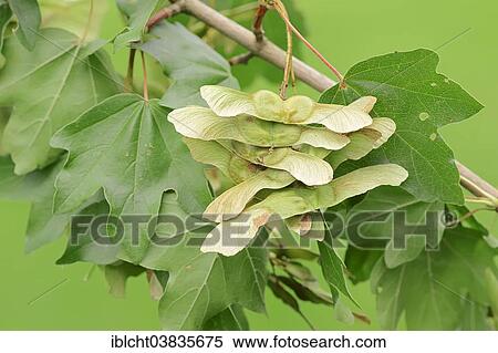 "Field Maple (Acer campestre), leaves and fruit, North Rhine-Westphalia, Germany, Europe" View Large Photo Image Stock Photography - "Field Maple (Acer campestre), leaves and fruit, North Rhine-Westphalia, Germany, Europe". Fotosearch