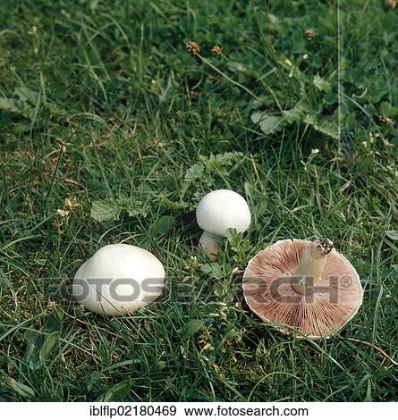 Field Mushrooms (Agaricus campestris) View Large Photo Image Stock Photo - Field Mushrooms (Agaricus campestris). Fotosearch