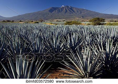 "Field of agaves, Tequila, Jalisco, Mexico, North America" View Large Photo Image Stock Image - "Field of agaves, Tequila, Jalisco, Mexico, North America". Fotosearch