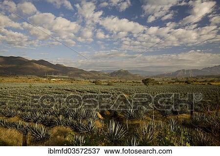 "Field of agaves, Tequila, Jalisco, Mexico, North America" View Large Photo Image Stock Photo - "Field of agaves, Tequila, Jalisco, Mexico, North America". Fotosearch