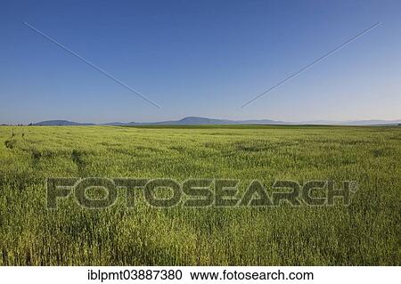 "Field of barley in summer, Saint-Jean, Ile d'Orleans, Quebec, Canada, North America" View Large Photo Image Stock Image - "Field of barley in summer, Saint-Jean, Ile d'Orleans, Quebec, Canada, North America". Fotosearch