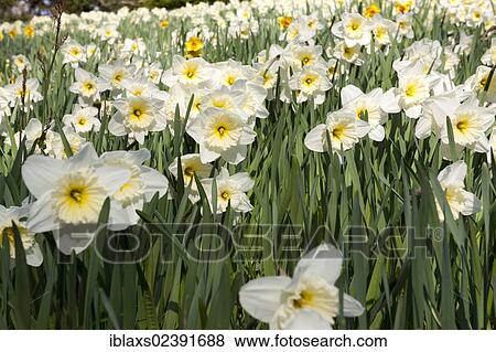 Stock Photo - "Field of Daffodils (Narcissus) on the island of Mainau, Baden-Wuerttemberg, Germany, Europe". Fotosearch