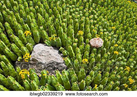 Stock Photo - "Field of Euphorbia (Euphorbia), High Atlas, Morocco, Africa". Fotosearch