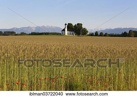 "Field of grain and poppies in front of the Church of St. Andra and the Alps, Etting, Polling, Pfaffenwinkel region, Upper Bavaria, Bavaria, Germany, Europe" View Large Photo Image Stock Image - "Field of grain and poppies in front of the Church of St. Andra and the Alps, Etting, Polling, Pfaffenwinkel region, Upper Bavaria, Bavaria, Germany, Europe". Fotosearch