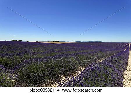 "Field of lavender (Lavandula angustifolia), Valensole, Alpes-de-Haute-Provence, Provence-Alpes-Cote d'Azur, France, Europe" View Large Photo Image Picture - "Field of lavender (Lavandula angustifolia), Valensole, Alpes-de-Haute-Provence, Provence-Alpes-Cote d'Azur, France, Europe". Fotosearch