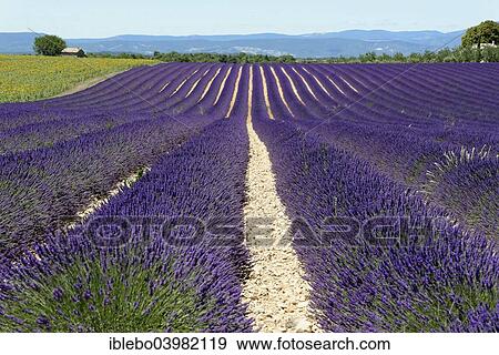 "Field of lavender (Lavandula angustifolia), Valensole, Alpes-de-Haute-Provence, Provence-Alpes-Cote d'Azur, France, Europe" View Large Photo Image Stock Photo - "Field of lavender (Lavandula angustifolia), Valensole, Alpes-de-Haute-Provence, Provence-Alpes-Cote d'Azur, France, Europe". Fotosearch