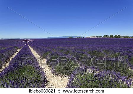 Stock Photography - "Field of lavender (Lavandula angustifolia), Valensole, Alpes-de-Haute-Provence, Provence-Alpes-Cote d'Azur, France, Europe". Fotosearch