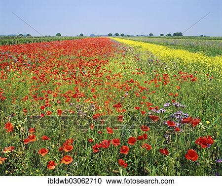 "Field of Poppies, Eisenstadt, Burgenland, Austria, Europe" View Large Photo Image Stock Image - "Field of Poppies, Eisenstadt, Burgenland, Austria, Europe". Fotosearch