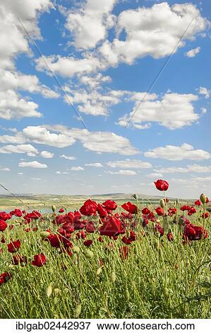 "Field of Poppies (Papaver sp. ), Adiyaman Province, East Turkey, Turkey, Asia" View Large Photo Image Stock Photo - "Field of Poppies (Papaver sp. ), Adiyaman Province, East Turkey, Turkey, Asia". Fotosearch