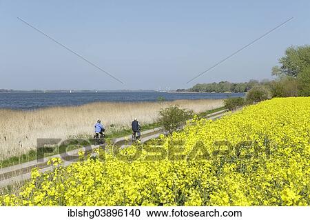 Stock Image - "Field of rape, near Sieseby, Thumby, Ostseefjord Schlei, a narrow inlet of the Baltic Sea, Schleswig-Holstein, Germany, Europe". Fotosearch