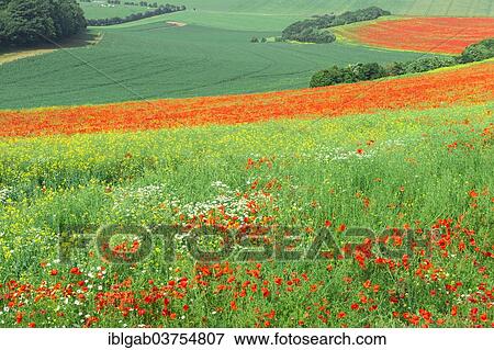 "Field of red poppies (Papaver rhoeas), Cote d'Opale, Departement Pas-de-Calais, Nord-Pas-de-Calais region, France, Europe" View Large Photo Image Stock Photo - "Field of red poppies (Papaver rhoeas), Cote d'Opale, Departement Pas-de-Calais, Nord-Pas-de-Calais region, France, Europe". Fotosearch