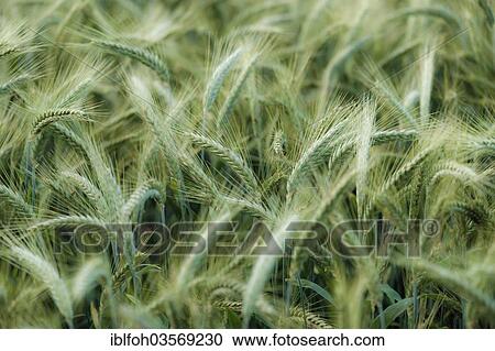 "Field of Rye (Secale cereale), North Rhine-Westphalia, Germany, Europe" View Large Photo Image Stock Image - "Field of Rye (Secale cereale), North Rhine-Westphalia, Germany, Europe". Fotosearch