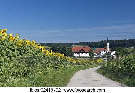 Field of Sunflowers (Helianthus annuus) and the farming village of Mainburg, Hallertau area, Bavaria, Germany, Europe View Large Photo Image Stock Image - Field of Sunflowers (Helianthus annuus) and the farming village of Mainburg, Hallertau area, Bavaria, Germany, Europe. Fotosearch