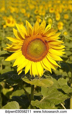 Stock Image - Field of Sunflowers (Helianthus annuus). Fotosearch
