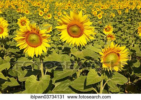 Stock Image - Field of Sunflowers (Helianthus annuus). Fotosearch