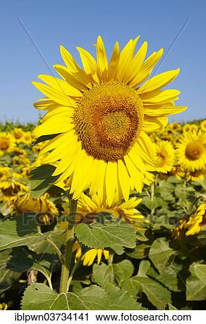 Stock Image - Field of Sunflowers (Helianthus annuus). Fotosearch