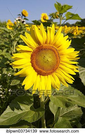 Stock Photo - Field of Sunflowers (Helianthus annuus). Fotosearch