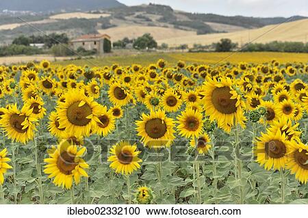 "Field of sunflowers (Helianthus annuus), landscape south of Montepulciano, Tuscany, Italy, Europe" View Large Photo Image Stock Image - "Field of sunflowers (Helianthus annuus), landscape south of Montepulciano, Tuscany, Italy, Europe". Fotosearch