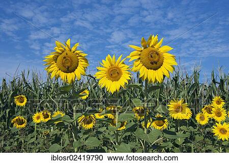 Field of Sunflowers (Helianthus annuus), Mainburg, Hallertau area, Bavaria, Germany, Europe View Large Photo Image Stock Image - Field of Sunflowers (Helianthus annuus), Mainburg, Hallertau area, Bavaria, Germany, Europe. Fotosearch