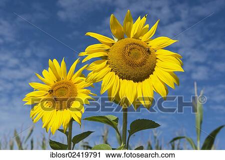 Field of Sunflowers (Helianthus annuus), Mainburg, Hallertau area, Bavaria, Germany, Europe View Large Photo Image Stock Image - Field of Sunflowers (Helianthus annuus), Mainburg, Hallertau area, Bavaria, Germany, Europe. Fotosearch
