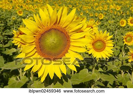 "Field of Sunflowers (Helianthus annuus), Hungary, Europe" View Large Photo Image Stock Photograph - "Field of Sunflowers (Helianthus annuus), Hungary, Europe". Fotosearch
