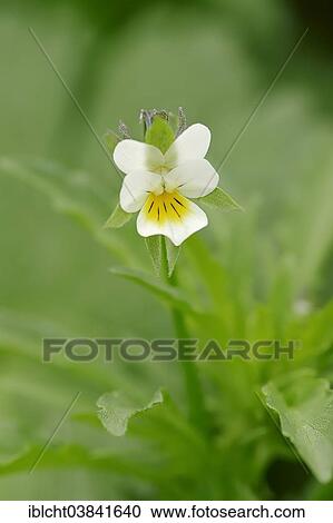 "Field Pansy (Viola arvensis), flower, North Rhine-Westphalia, Germany, Europe" View Large Photo Image Stock Image - "Field Pansy (Viola arvensis), flower, North Rhine-Westphalia, Germany, Europe". Fotosearch