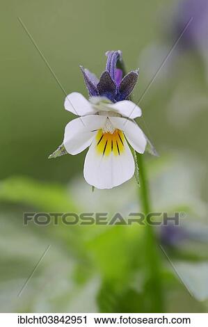 "Field Pansy (Viola arvensis), flower, North Rhine-Westphalia, Germany, Europe" View Large Photo Image Stock Image - "Field Pansy (Viola arvensis), flower, North Rhine-Westphalia, Germany, Europe". Fotosearch