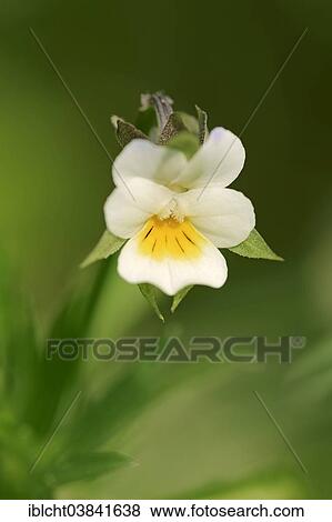 Stock Photo - "Field Pansy (Viola arvensis), flower, North Rhine-Westphalia, Germany, Europe". Fotosearch