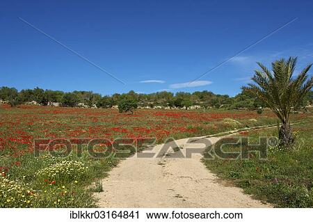 Stock Image - "Field path, flowering poppy meadow, Manacor, Majorca, Balearic Islands, Spain, Europe". Fotosearch