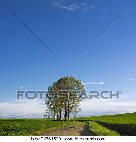 "Field path in green rural landscape, Limagne, Auvergne, France, Europe" View Large Photo Image Stock Photo - "Field path in green rural landscape, Limagne, Auvergne, France, Europe". Fotosearch