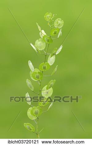 "Field Penny-cress (Thlaspi arvense), pods, North Rhine-Westphalia, Germany, Europe" View Large Photo Image Stock Image - "Field Penny-cress (Thlaspi arvense), pods, North Rhine-Westphalia, Germany, Europe". Fotosearch