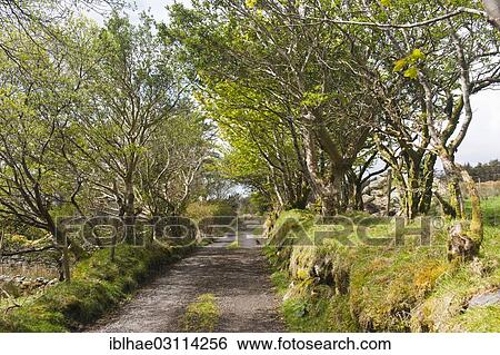 "Field track lined with trees, County Kerry, Ireland, Europe" View Large Photo Image Stock Photograph - "Field track lined with trees, County Kerry, Ireland, Europe". Fotosearch