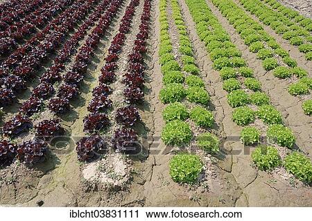 "Field with Lollo Rosso and Lollo Bionda lettuce (Lactuca sativa var crispa), Bouches-du-Rhone, Provence-Alpes-Cote d'Azur, Southern France, France, Europe" View Large Photo Image Stock Image - "Field with Lollo Rosso and Lollo Bionda lettuce (Lactuca sativa var crispa), Bouches-du-Rhone, Provence-Alpes-Cote d'Azur, Southern France, France, Europe". Fotosearch