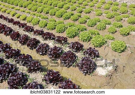Stock Image - "Field with Lollo Rosso and Lollo Bionda lettuce (Lactuca sativa var crispa), Bouches-du-Rhone, Provence-Alpes-Cote d'Azur, Southern France, France, Europe". Fotosearch