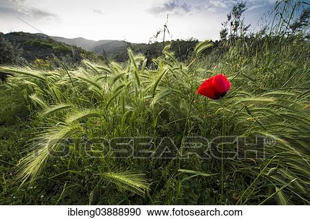 "Field with poppy flower, near Vinci, Tuscany, Italy, Europe" View Large Photo Image Stock Image - "Field with poppy flower, near Vinci, Tuscany, Italy, Europe". Fotosearch