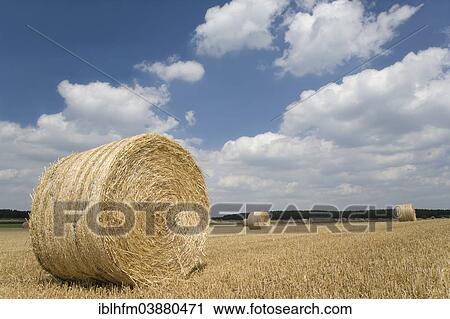 Stock Image - "Field with straw bales against a blue sky with white clouds, Beckedorf, Lower Saxony, Germany, Europe". Fotosearch