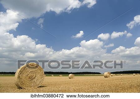 "Field with straw bales against a blue sky with white clouds, Beckedorf, Lower Saxony, Germany, Europe" View Large Photo Image Stock Image - "Field with straw bales against a blue sky with white clouds, Beckedorf, Lower Saxony, Germany, Europe". Fotosearch