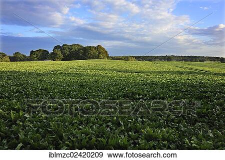 Field with sugar beet, Othenstorf, Mecklenburg-Western Pomerania, Germany, Europe, PublicGround, Europe View Large Photo Image Stock Photo - Field with sugar beet, Othenstorf, Mecklenburg-Western Pomerania, Germany, Europe, PublicGround, Europe. Fotosearch