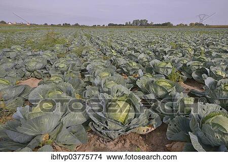 "Field with White Cabbage (Brassica oleracea alba), Alsace, France, Europe" View Large Photo Image Picture - "Field with White Cabbage (Brassica oleracea alba), Alsace, France, Europe". Fotosearch