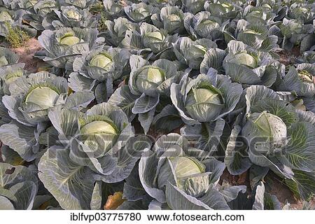 "Field with White Cabbage (Brassica oleracea alba), Alsace, France, Europe" View Large Photo Image Stock Image - "Field with White Cabbage (Brassica oleracea alba), Alsace, France, Europe". Fotosearch