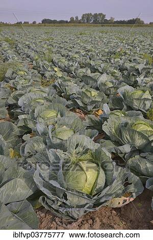 "Field with White Cabbage (Brassica oleracea alba), Alsace, France, Europe" View Large Photo Image Stock Photo - "Field with White Cabbage (Brassica oleracea alba), Alsace, France, Europe". Fotosearch