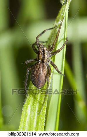"Field Wolfspider (Pardosa agrestis), adult, resting in long grass, waiting to ambush prey, Crossness Nature Reserve, Bexley, Kent, England, United Kingdom, Europe" View Large Photo Image Picture - "Field Wolfspider (Pardosa agrestis), adult, resting in long grass, waiting to ambush prey, Crossness Nature Reserve, Bexley, Kent, England, United Kingdom, Europe". Fotosearch