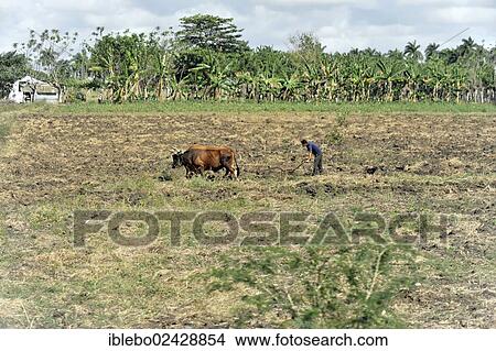"Field work, farmer ploughing a field with a cattle-drawn plough in Trinidad, Sancti Spiritus province, Cuba, Greater Antilles, Central America, America, North America" View Large Photo Image Picture - "Field work, farmer ploughing a field with a cattle-drawn plough in Trinidad, Sancti Spiritus province, Cuba, Greater Antilles, Central America, America, North America". Fotosearch