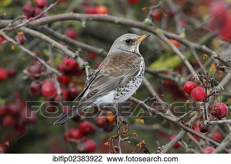 "Fieldfare (Turdus pilaris), adult, feeding on crabapple fruit in garden, Leicestershire, England, United Kingdom, Europe" View Large Photo Image Stock Image - "Fieldfare (Turdus pilaris), adult, feeding on crabapple fruit in garden, Leicestershire, England, United Kingdom, Europe". Fotosearch