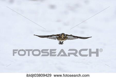 "Fieldfare (Turdus pilaris) in snow in winter, Norfolk, England, United Kingdom, Europe" View Large Photo Image Stock Photo - "Fieldfare (Turdus pilaris) in snow in winter, Norfolk, England, United Kingdom, Europe". Fotosearch