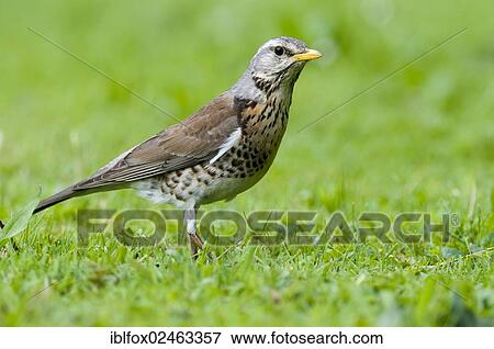 Stock Photo - "Fieldfare (Turdus pilaris) Fuerstenfeldbruck, Bavaria, Germany, Europe". Fotosearch
