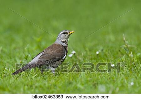 Stock Photo - "Fieldfare (Turdus pilaris) Fuerstenfeldbruck, Bavaria, Germany, Europe". Fotosearch